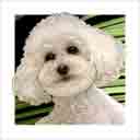 bichon dog art and dog headshots, bichon dog pop art prints, dog paintings, pet portraits, dog headshots and dog prints in colorful original bichon dog art and fine art dog prints by artists Jane Billman and Gregg Billman