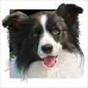 border collie dog art and dog headshots, border collie dog pop art prints, dog paintings, pet portraits, dog headshots and dog prints in colorful original border collie dog art and fine art border collie dog prints by artists Jane Billman and Gregg Billman
