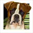 wide blaze fawn boxer dog art and dog headshots, boxer dog pop art prints, dog paintings, pet portraits, dog headshots and dog prints in colorful original boxer dog art and fine art dog prints by artists Jane Billman and Gregg Billman