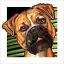 fawn pup boxer dog art and dog headshots, boxer dog pop art prints, dog paintings, pet portraits, dog headshots and dog prints in colorful original boxer dog art and fine art dog prints by artists Jane Billman and Gregg Billman