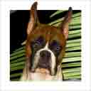 ears up fawn boxer dog art and dog headshots, boxer dog pop art prints, dog paintings, pet portraits, dog headshots and dog prints in colorful original boxer dog art and fine art dog prints by artists Jane Billman and Gregg Billman