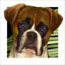 ears down fawn boxer dog art and dog headshots, boxer dog pop art prints, dog paintings, pet portraits, dog headshots and dog prints in colorful original boxer dog art and fine art dog prints by artists Jane Billman and Gregg Billman