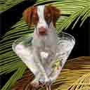 brittany spaniel art, brittany spaniel pop art dog prints, brittany spaniel paintings, pet portraits and dog prints in colorful original dog art and fine art dog prints by artists Jane Billman and Gregg Billman