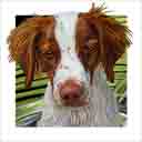 brittany spaniel dog art and dog headshots, brittany spaniel dog pop art prints, dog paintings, pet portraits, dog headshots and dog prints portraits in colorful original brittany spaniel dog art and fine art dog prints by artists Jane Billman and Gregg Billman