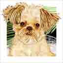 brussels griffon dog art and dog headshots, brussels griffon dog pop art prints, dog paintings, pet portraits, dog headshots and dog prints in colorful original brussels griffon dog art and fine art dog prints by artists Jane Billman and Gregg Billman