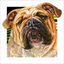 english bulldog dog art and dog headshots, english bulldog dog pop art prints, dog paintings, pet portraits, dog headshots and dog prints portraits in colorful original english bulldog dog art and fine art dog prints by artists Jane Billman and Gregg Billman