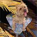 cairn terrier dog art and martini dogs, cairn terrier dog pop art prints, dog paintings, dog portraits and martini pet portraits in colorful original cairn terrier dog art and fine art dog prints by artists Jane Billman and Gregg Billman