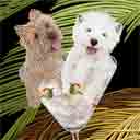 cairn terrier and westie dog art and martini dogs, cairn terrier and westie dog pop art prints, dog paintings, dog portraits and martini pet portraits in colorful original cairn terrier and westie dog art and fine art dog prints by artists Jane Billman and Gregg Billman