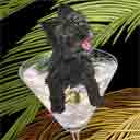 black with grey muzzle cairn terrier dog art and martini dogs, cairn terrier dog pop art prints, dog paintings, dog portraits and martini pet portraits in colorful original cairn terrier dog art and fine art dog prints by artists Jane Billman and Gregg Billman