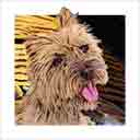 cairn terrier dog art and dog headshots, cairn terrier dog pop art prints, dog paintings, pet portraits, dog headshots and pet prints in colorful original cairn terrier dog art and fine art dog prints by artists Jane Billman and Gregg Billman