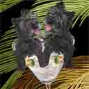 black with grey muzzle cairn terriers dog art and martini dogs, cairn terriers dog pop art prints, dog paintings, dog portraits and martini pet portraits in colorful original cairn terriers dog art and fine art dog prints by artists Jane Billman and Gregg Billman