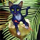 black and white cat art and wine cats, black and white cat pop art, cat paintings, party cats and wine pet portraits in colorful original black and white cat art and fine art cat prints by artist Jane Billman and Gregg Billman