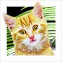 yellow tabby cat art and cat headshots, yellow tabby cat pop art prints, cat paintings, pet portraits and martini cat prints in colorful original yellow tabby cat art and fine art cat prints by artist Jane Billman and Gregg Billman
