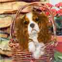 cavalier king charles spaniel dog art and dogs in a basket, cavalier king charles spaniel dog pop art prints, dog paintings, dog portraits and pet portraits in colorful original cavalier king charles spaniel dog art and fine art dog prints by artists Jane Billman and Gregg Billman