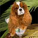 cavalier king charles spaniel dog art and martini dogs, cavalier king charles spaniel dog pop art prints, dog paintings, dog portraits and martini pet portraits in colorful original dog art and fine art dog prints by artists Jane Billman and Gregg Billman