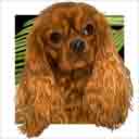 ruby cavalier king charles spaniel dog art and dog headshots, cavalier king charles spaniel dog pop art prints, dog paintings, pet portraits, dog headshots and pet prints in colorful original dog art and fine art dog prints by artists Jane Billman and Gregg Billman