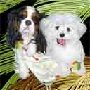 cavalier and maltese dog art and martini dogs, cavalier and maltese dog pop art prints, dog paintings, dog portraits and martini pet portraits in colorful original cavalier and maltese dog art and fine art dog prints by artists Jane Billman and Gregg Billman
