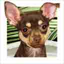 brown and tan chihuahua dog art and dog headshots, chihuahua dog pop art prints, dog paintings, pet portraits, dog headshots and pet prints in colorful original chihuahua dog art and fine art dog prints by artists Jane Billman and Gregg Billman