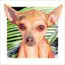 tan chihuahua dog art and dog headshots, chihuahua dog pop art prints, dog paintings, pet portraits, dog headshots and pet prints in colorful original chihuahua dog art and fine art dog prints by artists Jane Billman and Gregg Billman