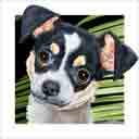 white with black mask chihuahua dog art and dog headshots, chihuahua dog pop art prints, dog paintings, pet portraits, dog headshots and pet prints in colorful original chihuahua dog art and fine art dog prints by artists Jane Billman and Gregg Billman