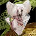 chinese crested dog art and martini dogs, chinese crested dog pop art prints, dog paintings, dog portraits and martini pet portraits in colorful original chinese crested dog art and fine art dog prints by artists Jane Billman and Gregg Billman