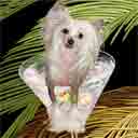 chinese crested dog art and martini dogs, chinese crested dog pop art prints, dog paintings, dog portraits and martini pet portraits in colorful original chinese crested dog art and fine art dog prints by artists Jane Billman and Gregg Billman