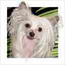 hairless chinese crested dog art and dog headshots, chinese crested dog pop art prints, dog paintings, pet portraits, dog headshots and pet prints in colorful original chinese crested dog art and fine art dog prints by artists Jane Billman and Gregg Billman