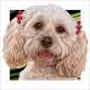 buff cockapoo dog art and dog headshots, cockapoo dog pop art prints, dog paintings, pet portraits, dog headshots and dog prints in colorful original cockapoo dog art and fine art dog prints by artists Jane Billman and Gregg Billman