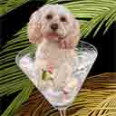 buff cockapoo dog art and martini dogs, cockapoo dog pop art prints, dog paintings, dog portraits and martini pet prints in colorful original cockapoo dog art and fine art dog prints by artists Jane Billman and Gregg Billman