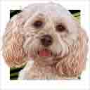 buff cockapoo dog art and dog headshots, cockapoo dog pop art prints, dog paintings, pet portraits, dog headshots and dog prints in colorful original cockapoo dog art and fine art dog prints by artists Jane Billman and Gregg Billman