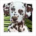 dalmatian dog art and dog headshots, dalmatian dog pop art prints, dog paintings, pet portraits, dog headshots and dog prints in colorful original dalmatian dog art and fine art dog prints by artists Jane Billman and Gregg Billman