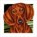 red adult dachshund dog art and dog headshots, dachshund red adult dog pop art prints, dog paintings, pet portraits, dog headshots and pet prints in colorful original dachshund red adult dog art and fine art dog prints by artists Jane Billman and Gregg Billman