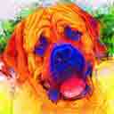 english mastiff pop art dog art and martini dogs, english mastiff pop art dog pop art prints, dog paintings, english mastiff dog portraits and martini pet portraits in colorful original english mastiff pop art dog art and fine art dog prints by artists Jane Billman and Gregg Billman