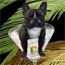 french bulldog black and white dog art and martini dogs, french bulldog dog pop art prints, dog paintings, dog portraits and martini pet portraits in colorful original french bulldog dog art and fine art dog prints by artists Jane Billman and Gregg Billman