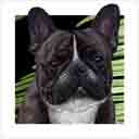 french bulldog black and white dog art and dog headshots, french bulldog dog pop art prints, dog paintings, pet portraits, dog headshots and dog prints portraits in colorful original french bulldog dog art and fine art dog prints by artists Jane Billman and Gregg Billman