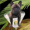 french bulldog brindle dog art and martini dogs, french bulldog dog pop art prints, dog paintings, dog portraits and martini pet portraits in colorful original french bulldog dog art and fine art dog prints by artists Jane Billman and Gregg Billman