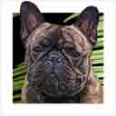 french bulldog brindle dog art and dog headshots, french bulldog dog pop art prints, dog paintings, pet portraits, dog headshots and dog prints portraits in colorful original french bulldog dog art and fine art dog prints by artists Jane Billman and Gregg Billman