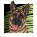 german shepherd dog art and dog headshots, german shepherd dog pop art prints, dog paintings, dog portraits, dog headshots and pet prints in colorful original german shepherd dog art and fine art dog prints by artists Jane Billman and Gregg Billman