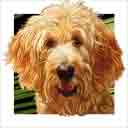 apricot red goldendoodle dog art and dog headshots, goldendoodle dog pop art prints, dog paintings, dog portraits, dog headshots and pet prints in colorful original goldendoodle dog art and fine art dog prints by artists Jane Billman and Gregg Billman