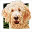 cream goldendoodle dog art and dog headshots, goldendoodle dog pop art prints, dog paintings, dog portraits, dog headshots and pet prints in colorful original goldendoodle dog art and fine art dog prints by artists Jane Billman and Gregg Billman