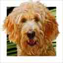 red goldendoodle dog art and dog headshots, goldendoodle dog pop art prints, dog paintings, dog portraits, dog headshots and pet prints in colorful original goldendoodle dog art and fine art dog prints by artists Jane Billman and Gregg Billman
