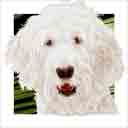 white goldendoodle dog art and dog headshots, goldendoodle dog pop art prints, dog paintings, dog portraits, dog headshots and pet prints in colorful original goldendoodle dog art and fine art dog prints by artists Jane Billman and Gregg Billman