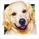 golden retriever dog art and dog headshots, golden retriever dog pop art prints, dog paintings, pet portraits, dog headshots and dog prints in colorful original golden retriever dog art and fine art dog prints by artists Jane Billman and Gregg Billman
