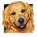 golden retriever dog art and dog headshots, golden retriever dog pop art prints, dog paintings, pet portraits, dog headshots and dog prints in colorful original golden retriever dog art and fine art dog prints by artists Jane Billman and Gregg Billman