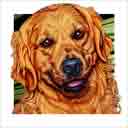 red golden retriever dog art and dog headshots, golden retriever dog pop art prints, dog paintings, pet portraits, dog headshots and dog prints in colorful original golden retriever dog art and fine art dog prints by artists Jane Billman and Gregg Billman