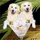 white and white golden retriever dog art and martini dogs, white and white golden retriever dog pop art prints, dog paintings, dog portraits and martini pet portraits in colorful original white and white golden retriever dog art and fine art dog prints by artists Jane Billman and Gregg Billman