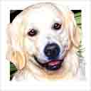 white golden retriever dog art and dog headshots, golden retriever dog pop art prints, dog paintings, pet portraits, dog headshots and dog prints in colorful original golden retriever dog art and fine art dog prints by artists Jane Billman and Gregg Billman