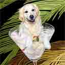 white golden retriever dog art and martini dogs, golden retriever dog pop art prints, dog paintings, dog portraits and martini pet portraits in colorful original golden retriever dog art and fine art dog prints by artists Jane Billman and Gregg Billman