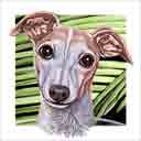 italian greyhound dog art and dog headshots, italian greyhound dog pop art prints, dog paintings, dog portraits and dog headshots pet portraits in colorful original italian greyhound dog art and fine art dog prints by artists Jane Billman and Gregg Billman