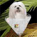 white havanese dog art and martini dogs, havanese dog pop art prints, dog paintings, pet portraits and martini pet prints in colorful original havanese dog art and fine art dog prints by artists Jane Billman and Gregg Billman